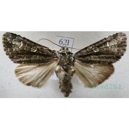 Craniophora ligustri (Denis & Schiffermüller, 1775) Czech62l